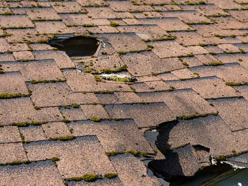 Dry Asphalt Roof Rot